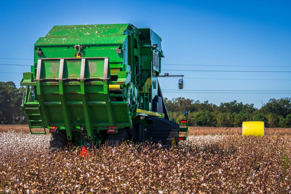 Cotton harvest